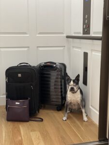 Home Elevator Boston Terrier w Luggage